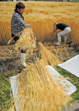 刈り取られる大麦。東播磨県民局は生産拡大を目指してＰＲイベントなどを企画する＝２０２３年５月、加古川市上荘町