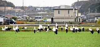 昨年秋から冬にかけて多数のコウノトリが飛来した加古川市神野町（石川かおりさん提供）