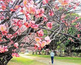 見頃を迎えた大中遺跡公園の梅林＝播磨町大中１