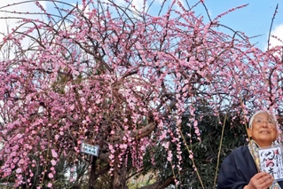 満開を迎えたしだれ梅。垂れる枝が大きく横に広がる＝円照寺