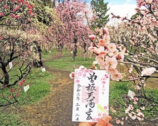 約２００本の梅が境内に植わる曽根天満宮。「梅まつり」限定の御朱印の授与もある＝高砂市曽根町