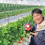 高砂市で初めての認定新規就農者としてイチゴ栽培を始めた宇高秀和さん＝高砂市阿弥陀町