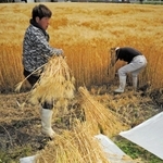 刈り取られる大麦。東播磨県民局は生産拡大を目指してＰＲイベントなどを企画する＝２０２３年５月、加古川市上荘町