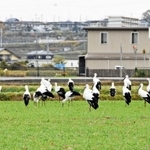 昨年秋から冬にかけて多数のコウノトリが飛来した加古川市神野町（石川かおりさん提供）