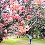 見頃を迎えた大中遺跡公園の梅林＝播磨町大中１