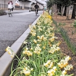 時期によりさまざまなスイセンを見ることができる「すいせんロード」＝加古川市野口町水足