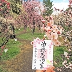 約２００本の梅が境内に植わる曽根天満宮。「梅まつり」限定の御朱印の授与もある＝高砂市曽根町