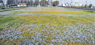 ネモフィラの青い花の群生と雑草の黄色い花がしま模様になった農園＝稲美町岡