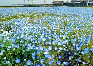 ネモフィラの淡く青い小さな花が無数に咲いた農園＝稲美町岡