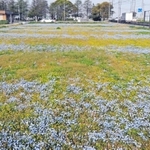 ネモフィラの青い花の群生と雑草の黄色い花がしま模様になった農園＝稲美町岡