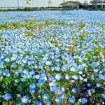 ネモフィラの淡く青い小さな花が無数に咲いた農園＝稲美町岡