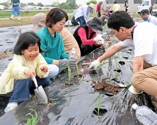 トウモロコシの苗の植え付けを楽しむ参加者＝加古川市平岡町新在家