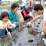 トウモロコシの苗の植え付けを楽しむ参加者＝加古川市平岡町新在家