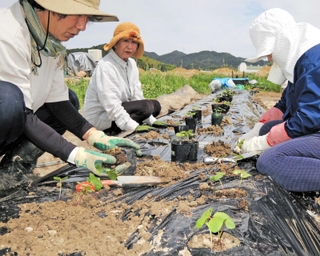 「綿まつり」に向け、活動仲間とともに綿花の苗を植える吉田ふみゑさん（中央）＝加古川市志方町横大路