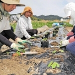 「綿まつり」に向け、活動仲間とともに綿花の苗を植える吉田ふみゑさん（中央）＝加古川市志方町横大路