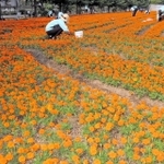 咲き誇るマリーゴールドの手入れをするハリマ化成の社員ら＝加古川市野口町水足