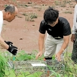 ため池のほとりに捕獲器を設置する高砂市職員ら＝高砂市阿弥陀町内
