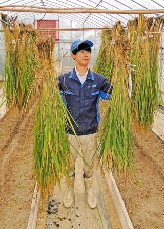草丈の計測の終わった稲を品種ごとにつるす。右手に持っているのが「山田錦」、左手に持っているのが開発中の新品種＝県立農業高校