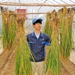 草丈の計測の終わった稲を品種ごとにつるす。右手に持っているのが「山田錦」、左手に持っているのが開発中の新品種＝県立農業高校