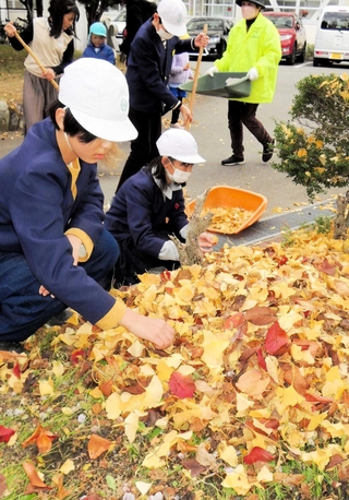 イチョウの落ち葉を拾い集める児童ら＝氷丘南小学校