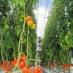 ゼブラグリーンズのトマト農場。ハイテクを生かしたスマート農業で大量生産を実現している＝加古川市志方町原