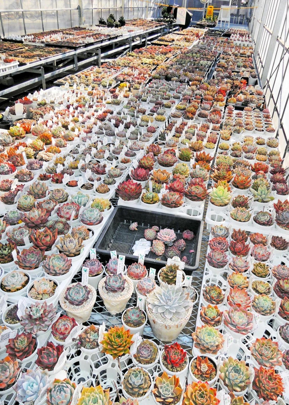 ぷにぷにとした見た目で人気、多肉植物「エケベリア」専門店オープン