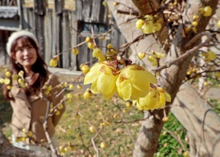 ぷっくりと丸い花を咲かせるマンゲツロウバイ＝円照寺