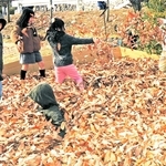 落ち葉のプールは大人気。飛び込んだり、宙に放り投げたり、思い思いに楽しんでいた＝日岡山公園
