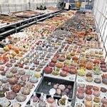 隣地を購入して建てたビニールハウスにも多種多彩なエケベリアが並ぶ＝高砂市高砂町