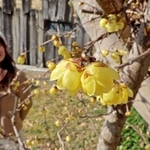 ぷっくりと丸い花を咲かせるマンゲツロウバイ＝円照寺