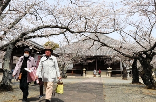 境内の桜を見ながらスタンプラリーを楽しむ参加者＝教信寺