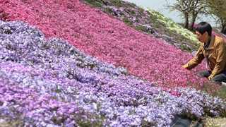 見頃を迎えるシバザクラ。赤、白、紫、ピンクの花が辺り一帯を彩る＝稲美町草谷