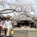 境内の桜を見ながらスタンプラリーを楽しむ参加者＝教信寺