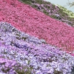 見頃を迎えるシバザクラ。赤、白、紫、ピンクの花が辺り一帯を彩る＝稲美町草谷