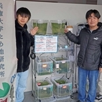 メダカを育てる「ため池研究所」のメンバー。一度は減少したが、順調に数を増やしている＝兵庫大学