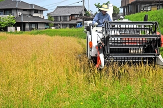 さやがはじけだしたら急いで収穫する＝加古川市志方町広尾