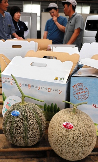 販売が開始された「いなみ野メロン」。今年は日照時間などの影響で甘く仕上がった＝稲美町北山