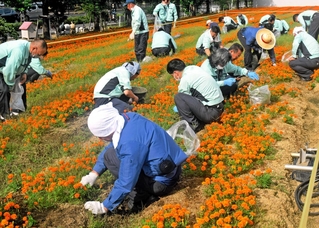 今年から週１回ペースで行う雑草駆除。多くの従業員が参加する＝加古川市野口町水足