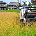 さやがはじけだしたら急いで収穫する＝加古川市志方町広尾