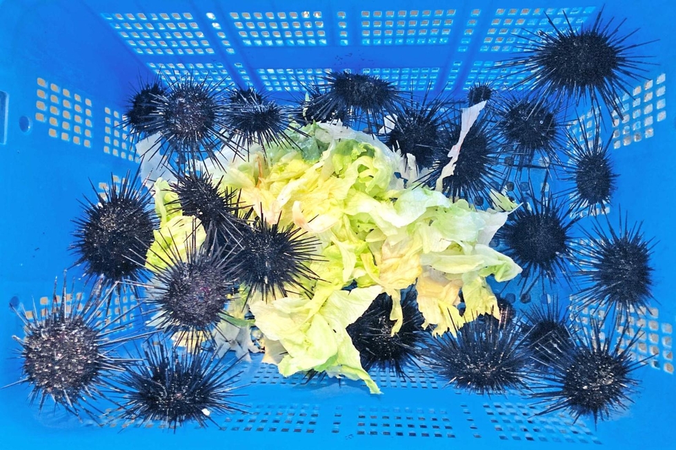 水産増養殖システム3 貝類・甲殻類・ウニ類・藻類　送料無料　即購入可 水産増養殖システム (3) (水産増養殖システム 3) | 森 勝義 |本