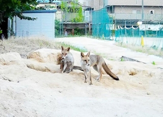 早朝、カメラに写ったキツネ＝７月７日午前４時４２分、加古川西高校（同校提供）