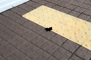 玄関前のスロープに残されたふん＝加古川西高校
