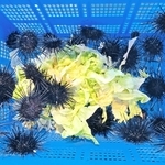 規格外野菜を餌に畜養したムラサキウニ（明石浦漁業協同組合提供）