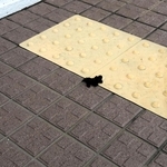 玄関前のスロープに残されたふん＝加古川西高校