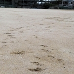 グラウンドの隅に残された足跡＝加古川西高校