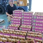 出荷を待つイチジク。好天が続いた影響で甘く仕上がった＝加古川市志方町横大路
