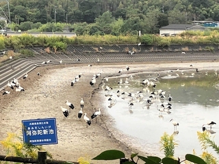 阿弥陀新池に集まったコウノトリ＝１６日午前、高砂市阿弥陀町阿弥陀（提供）