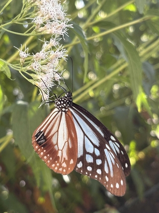 陵北小に植わるフジバカマに飛来したアサギマダラ＝加古川市新神野５（同小提供）