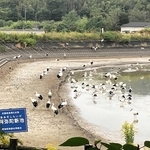 阿弥陀新池に集まったコウノトリ＝１６日午前、高砂市阿弥陀町阿弥陀（提供）