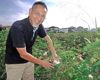 「かこっとん」の協力農家が栽培する綿花畑を訪ねた鷲尾吉正さん。「今季はかなりの収量が見込める」という＝加古川市野口町